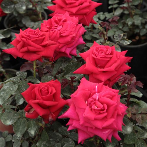 Roşu, roşu carmin - Trandafir copac cu trunchi înalt - cu flori teahibrid - coroană dreaptă